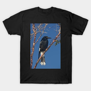 Currawong T-Shirt